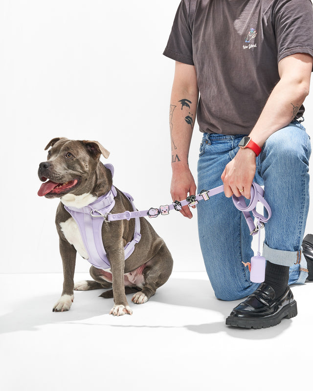 Wild One Flair Dog Collar and Leash Charm Pack Accessories