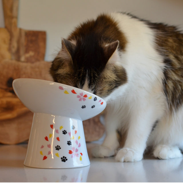 Necoichi Tilted Stress Free Raised Cat Food Bowl (New Sakura)