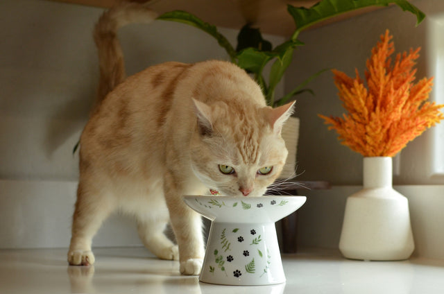 Necoichi Raised Cat Food Bowl Extra Wide (Go Green)