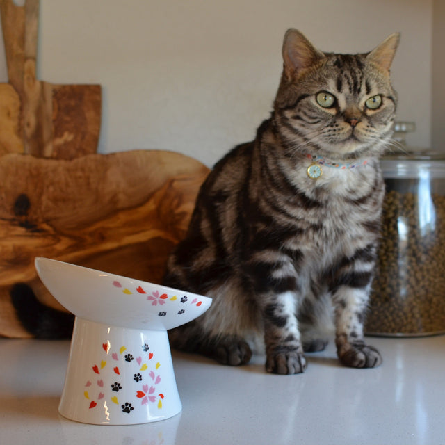 Necoichi Tilted Stress Free Raised Cat Food Bowl (New Sakura)