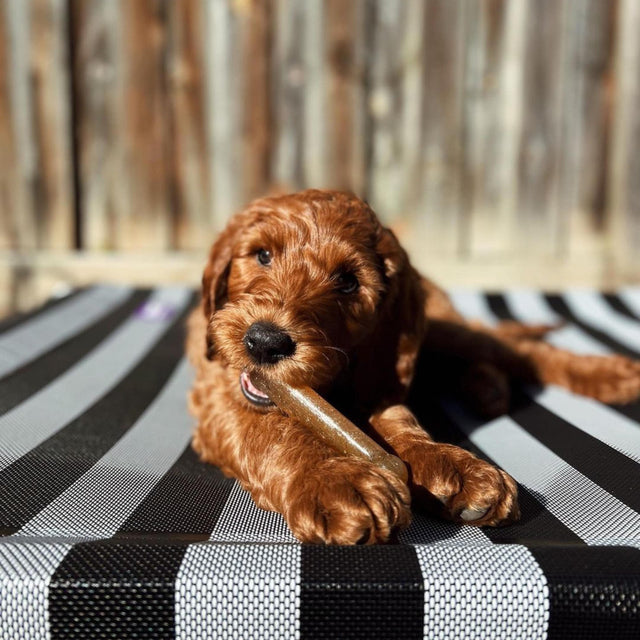 Nylabone Chicken Puppy Bone