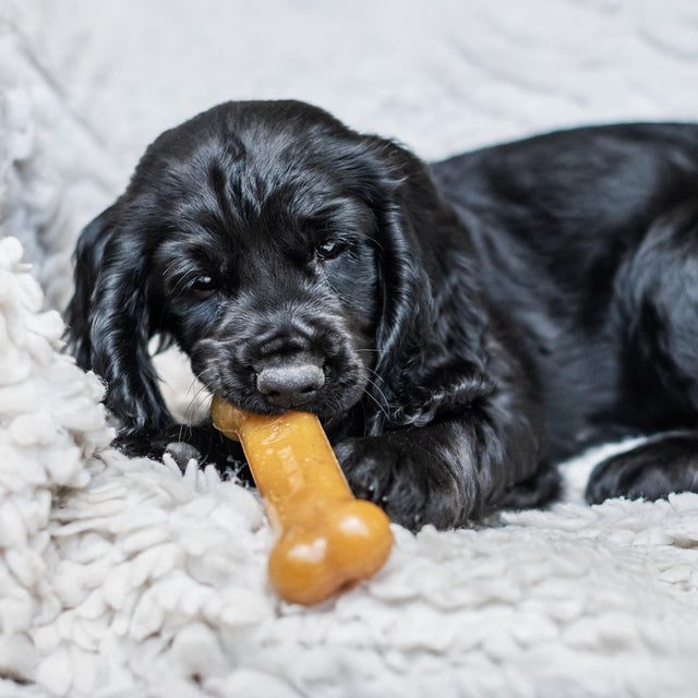 Nylabone Chicken Puppy Bone