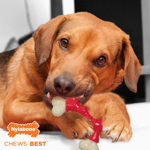 Nylabone Bacon Extreme Double Bone