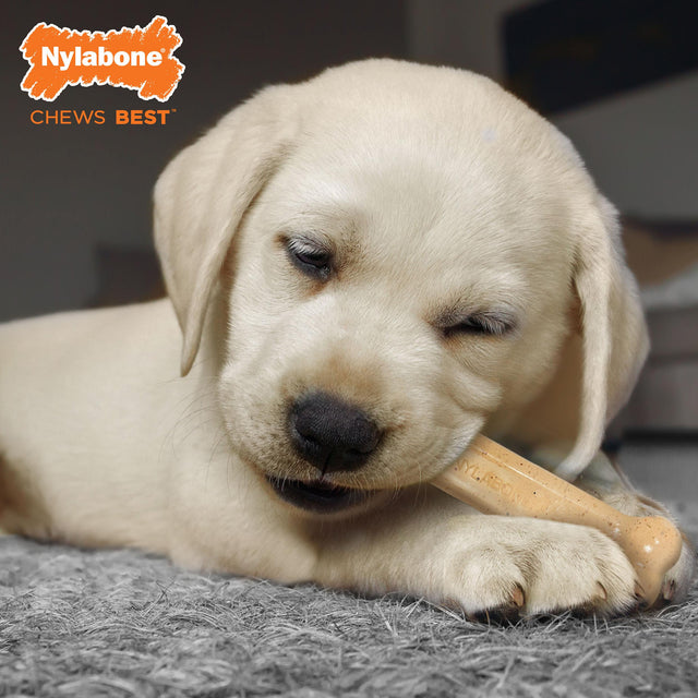 Nylabone Peanut Butter / Chicken Puppy Bone Twin Pack