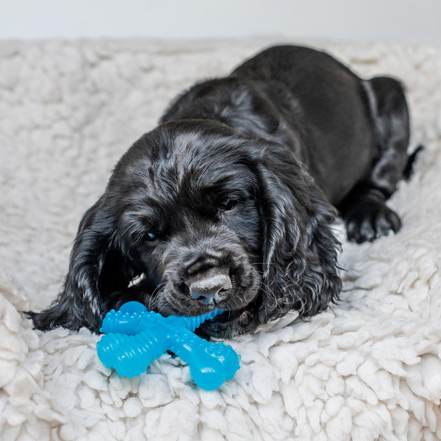 Nylabone Beef Puppy X Shaped Chew