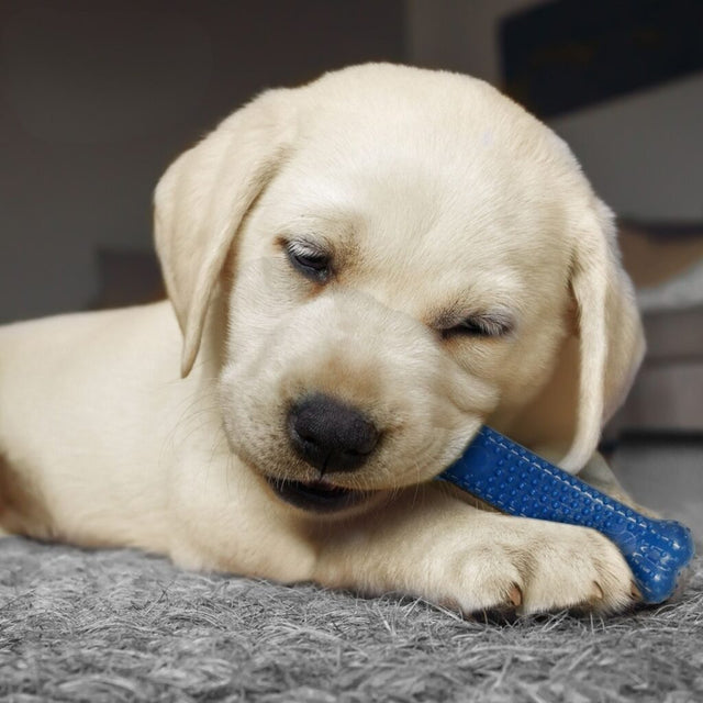 Nylabone Chicken Puppy Starter Kit Triple Pack