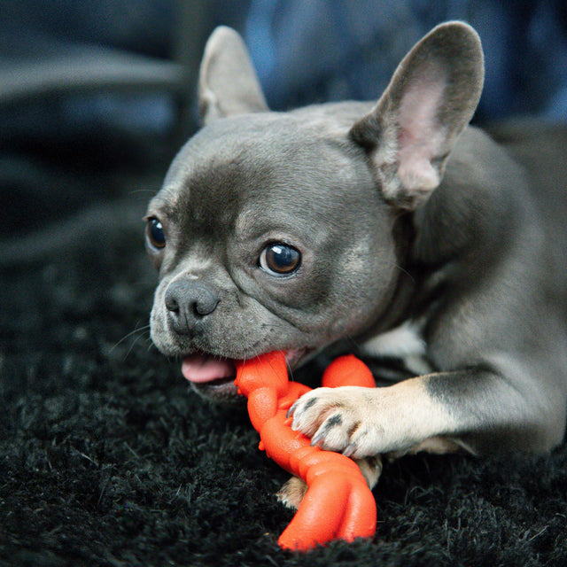 Nylabone Filet Mignon Extreme Lobster