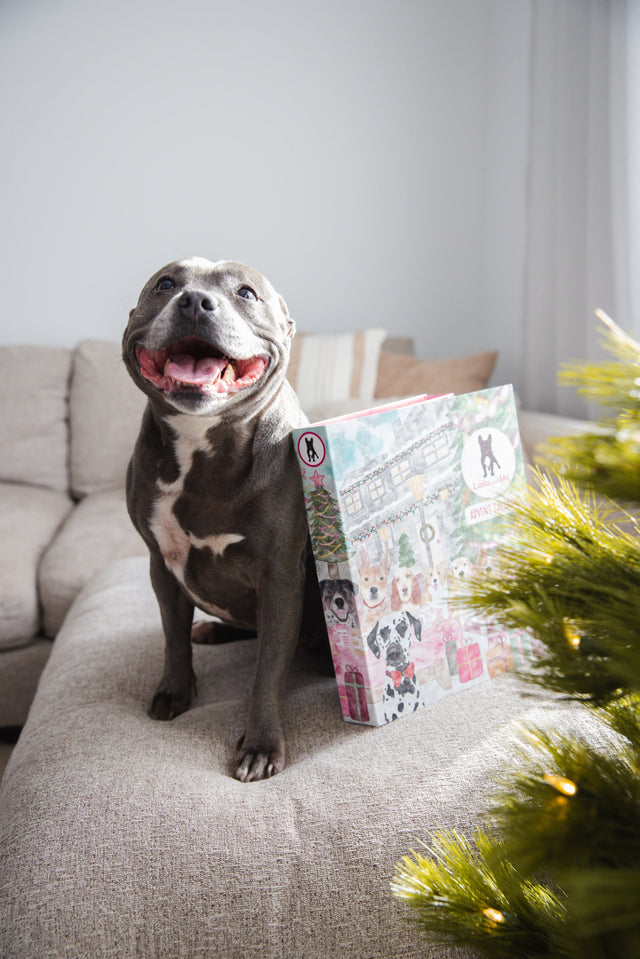 Laila and Me Dog Advert Calendar