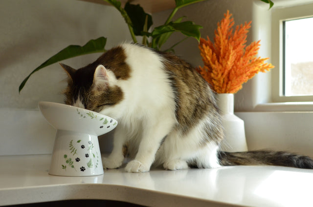 Necoichi Tilted Stress Free Raised Cat Food Bowl (Go Green)