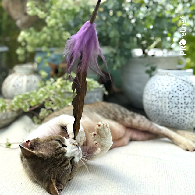 Profeline - Whisper Rooster Cat Teaser