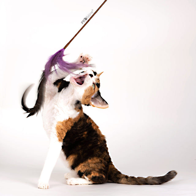 Profeline - Whisper Rooster Cat Teaser