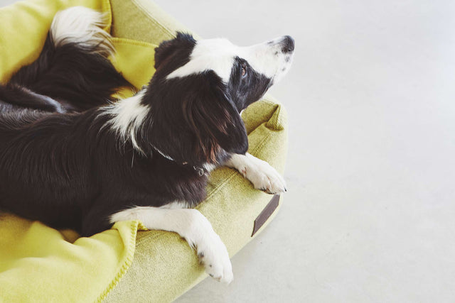 MiaCara Unica Dog Blanket