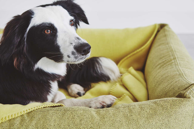 MiaCara Unica Dog Blanket