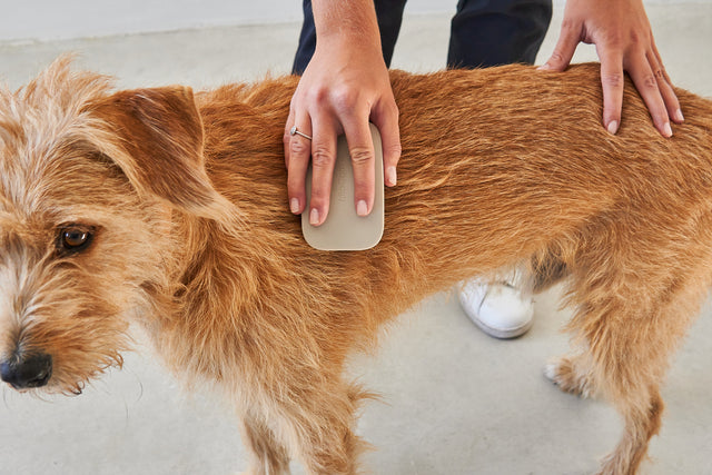 MiaCara Pelo Dog Bathing Brush