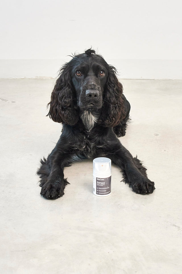 MiaCara Zampa Paw and nose balm for Dogs (Best Before 31/12/2025)