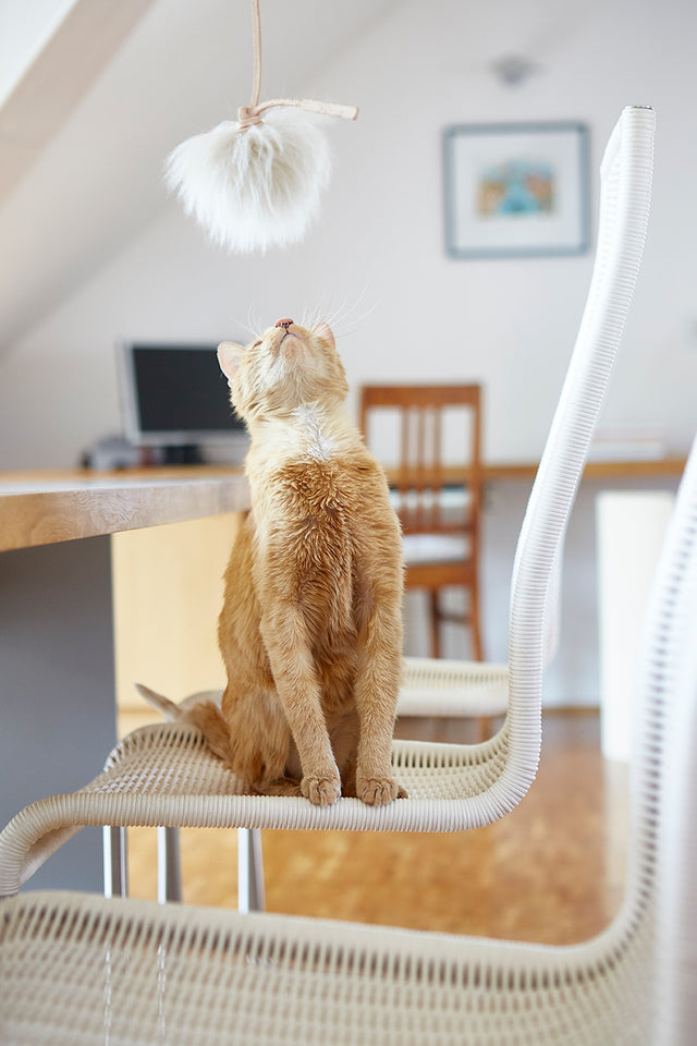 MiaCara Topo Cat Toy