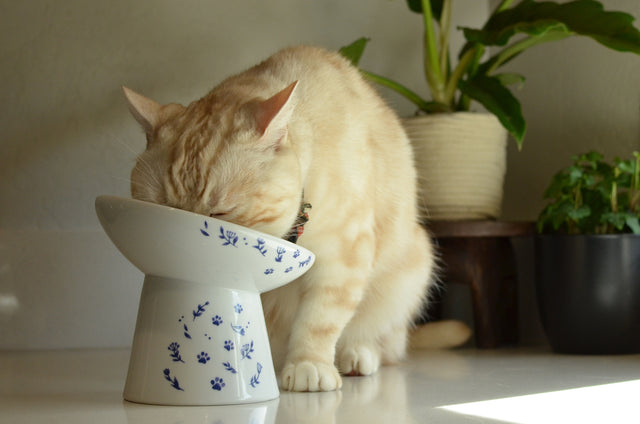 Necoichi Tilted Stress Free Raised Cat Food Bowl (Nordic Blue)