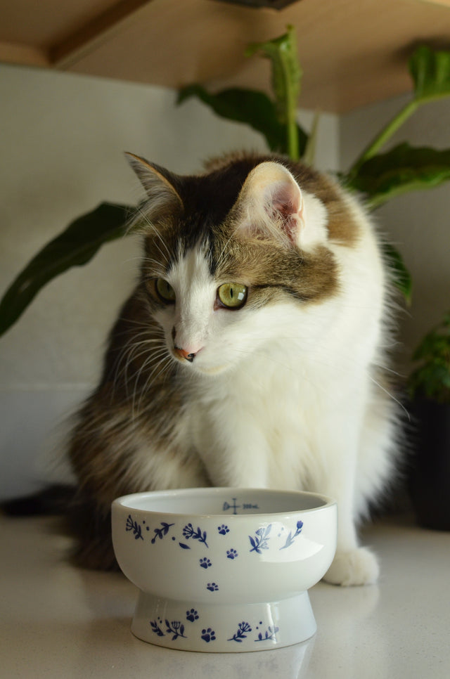 Necoichi Raised Cat Water Bowl (Nordic Blue)