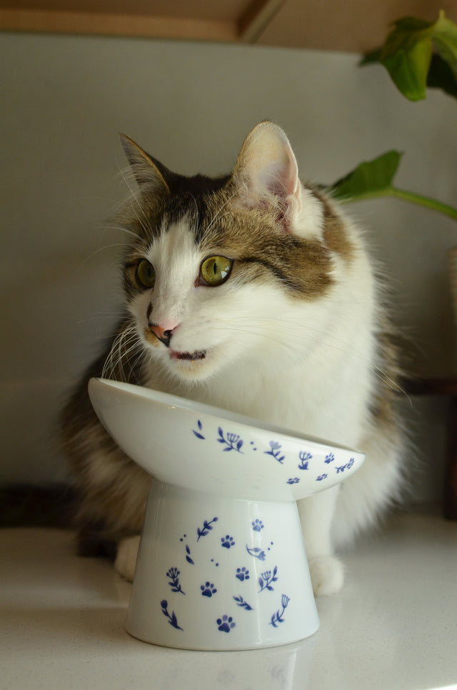 Necoichi Tilted Stress Free Raised Cat Food Bowl (Nordic Blue)