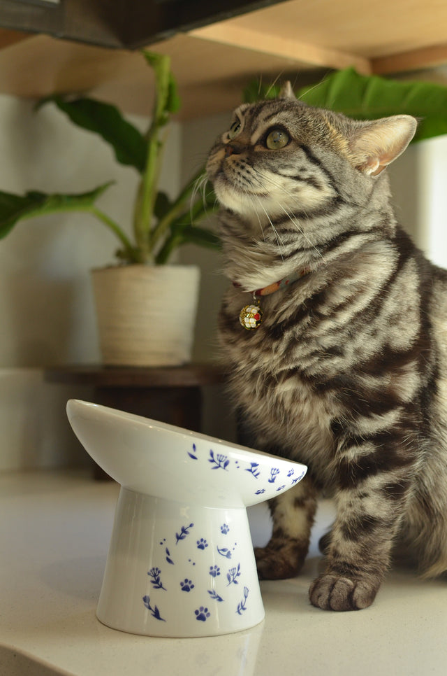 Necoichi Tilted Stress Free Raised Cat Food Bowl (Nordic Blue)