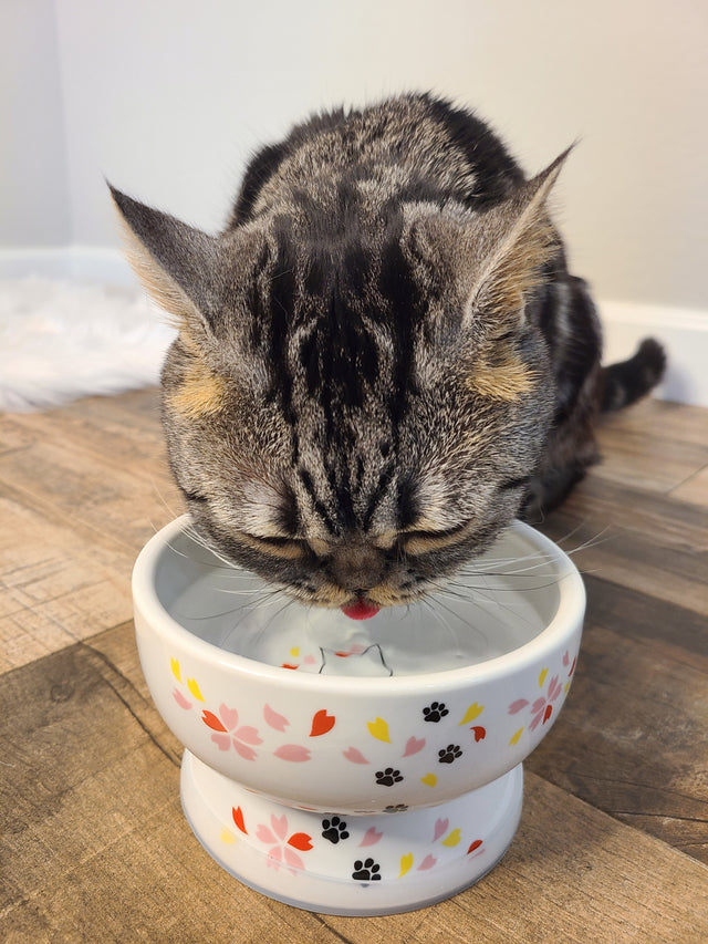 Necoichi Raised Cat Water Bowl (New Sakura)