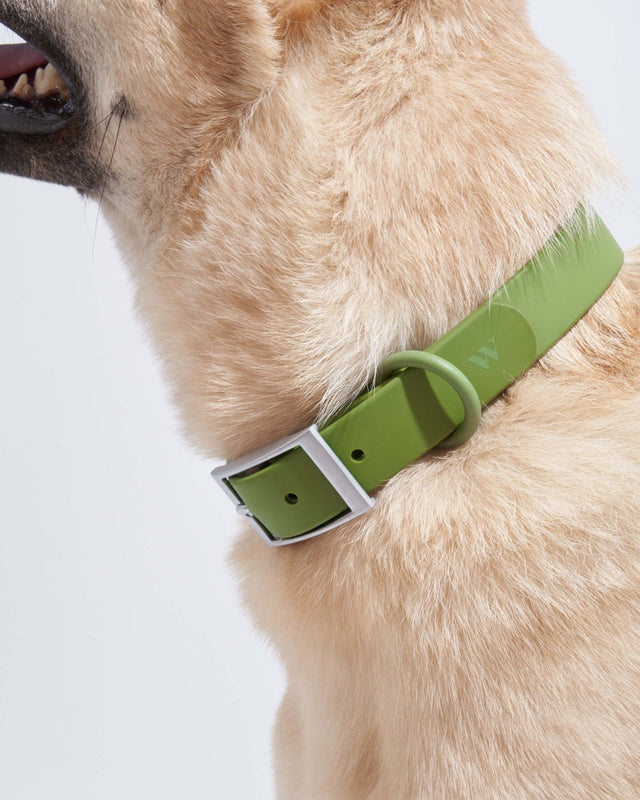 Wild One Dog Collar - Moss ✨ Limited Edition
