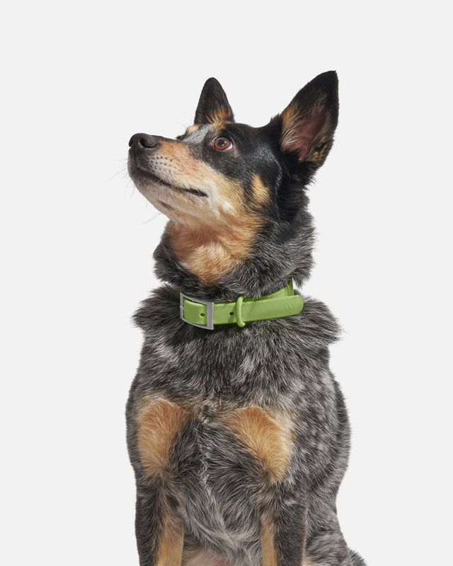 Wild One Dog Collar - Moss ✨ Limited Edition
