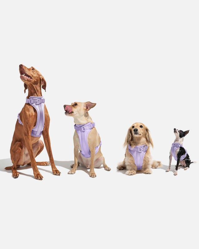 Wild One Dog Harness 2.0 - Retro