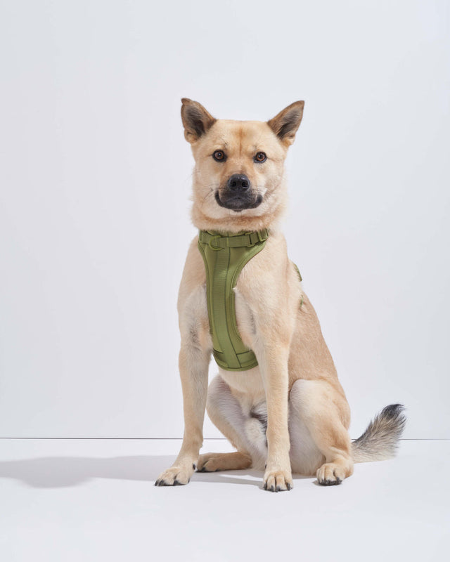 Wild One Dog Harness 2.0 - Moss ✨ Limited Edition