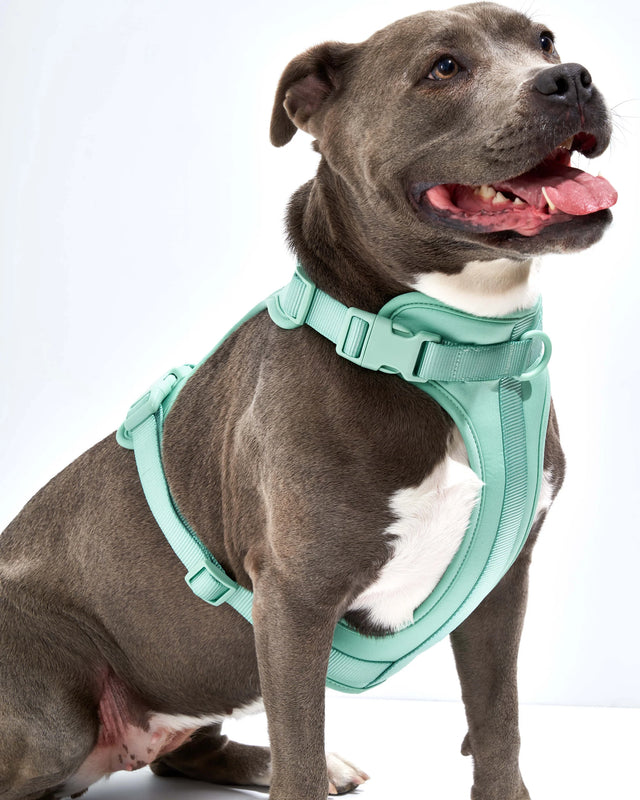 Wild One Dog Harness 2.0 - Seafoam ✨ Limited Edition