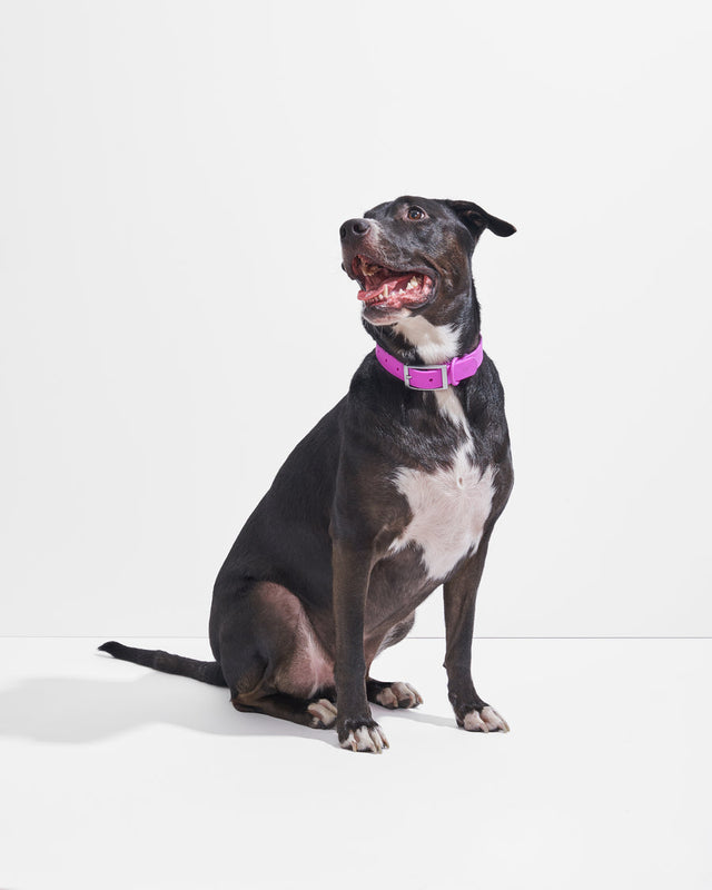 Wild One Dog Collar - Orchid ✨ Limited Edition