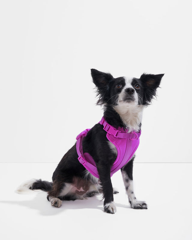 Wild One Dog Harness 2.0 - Orchid ✨ Limited Edition