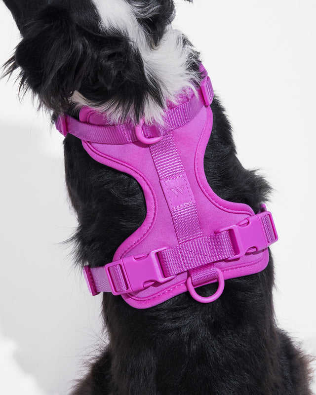 Wild One Dog Harness 2.0 - Orchid ✨ Limited Edition