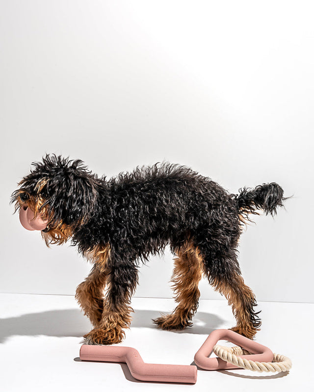 Wild One Dog Toy Kit