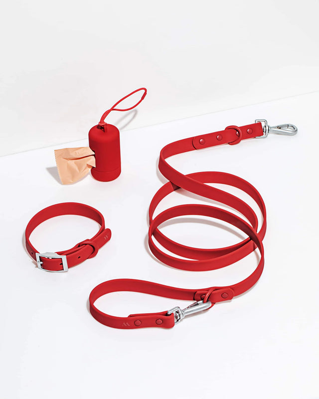 Wild One Dog Collar Walk Kit