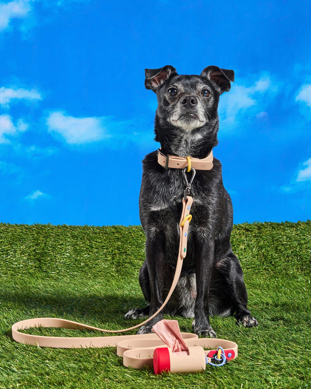 Wild One Dog Collar - Retro