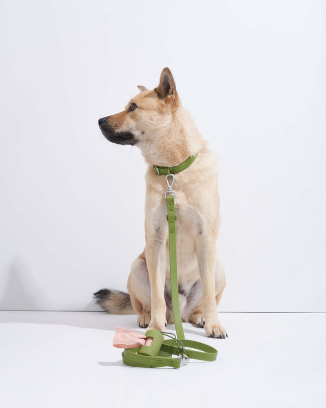 Wild One Dog Collar - Moss ✨ Limited Edition