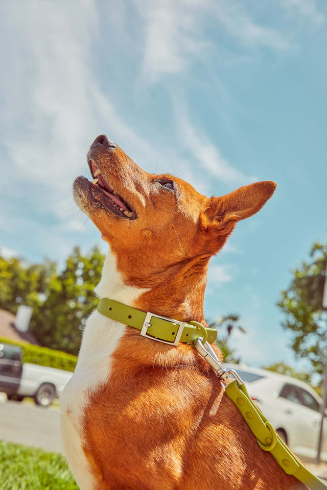 Wild One Dog Collar - Moss ✨ Limited Edition