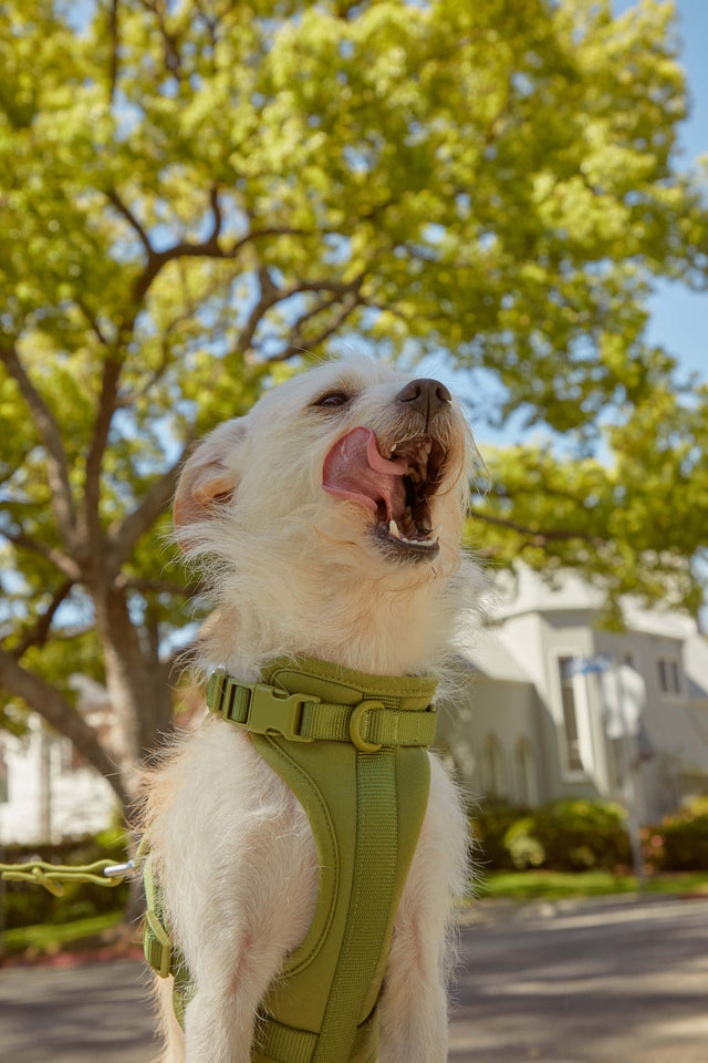 Wild One Dog Harness 2.0 - Moss ✨ Limited Edition