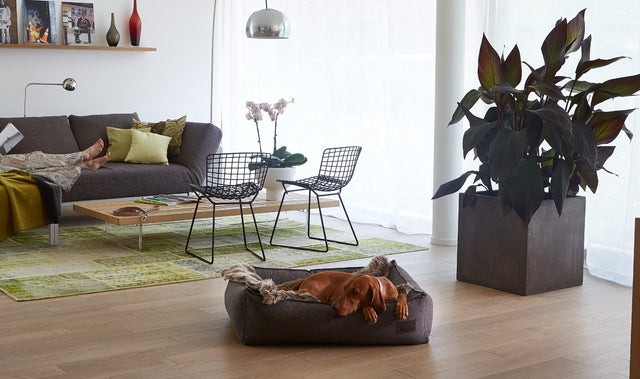 MiaCara Lana Dog Blanket