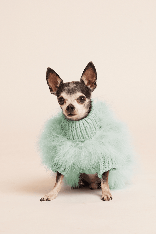 Christian Cowan X Max Bone Dog Jumper - Mint