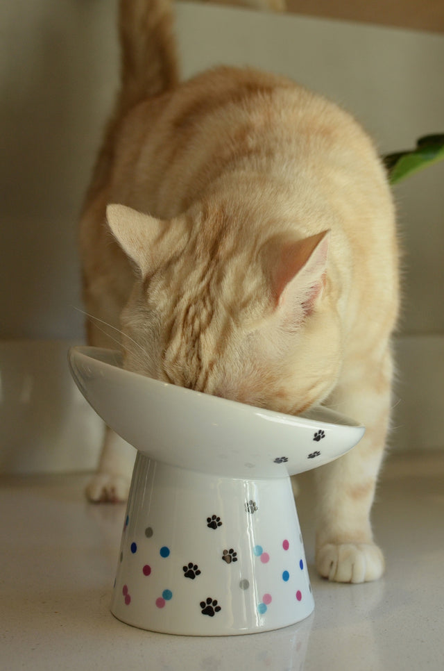 Necoichi Tilted Stress Free Raised Cat Food Bowl (Colour Dots)