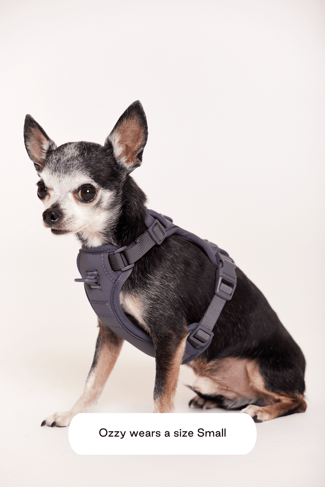 Max Bone Double Panel Harness - Charcoal