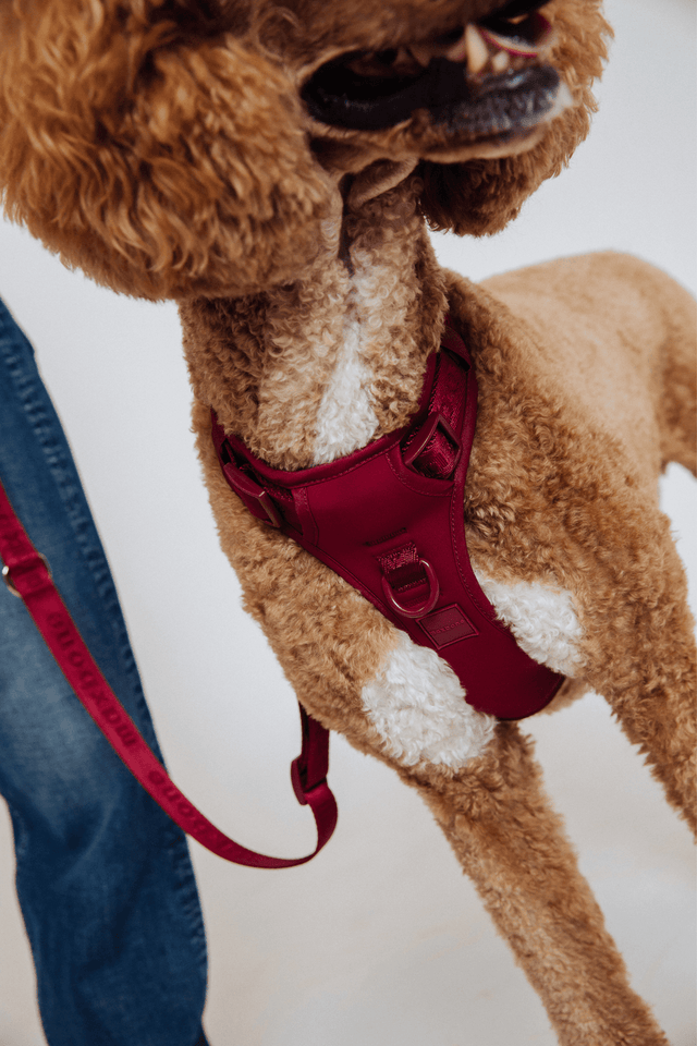 Max Bone Easy Fit Dog Harness - Cherry Cola