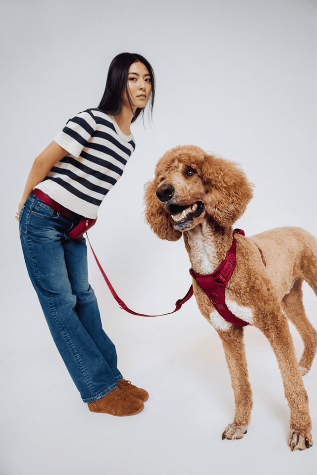 Max Bone GO! With Ease Hands Free Dog Leash - Cherry Cola