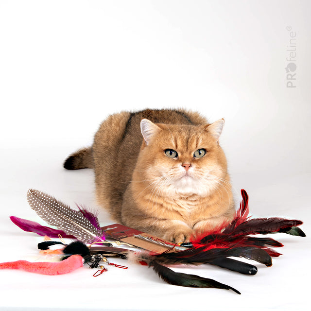 Profeline - Cat Rod Set - Flutter Fun