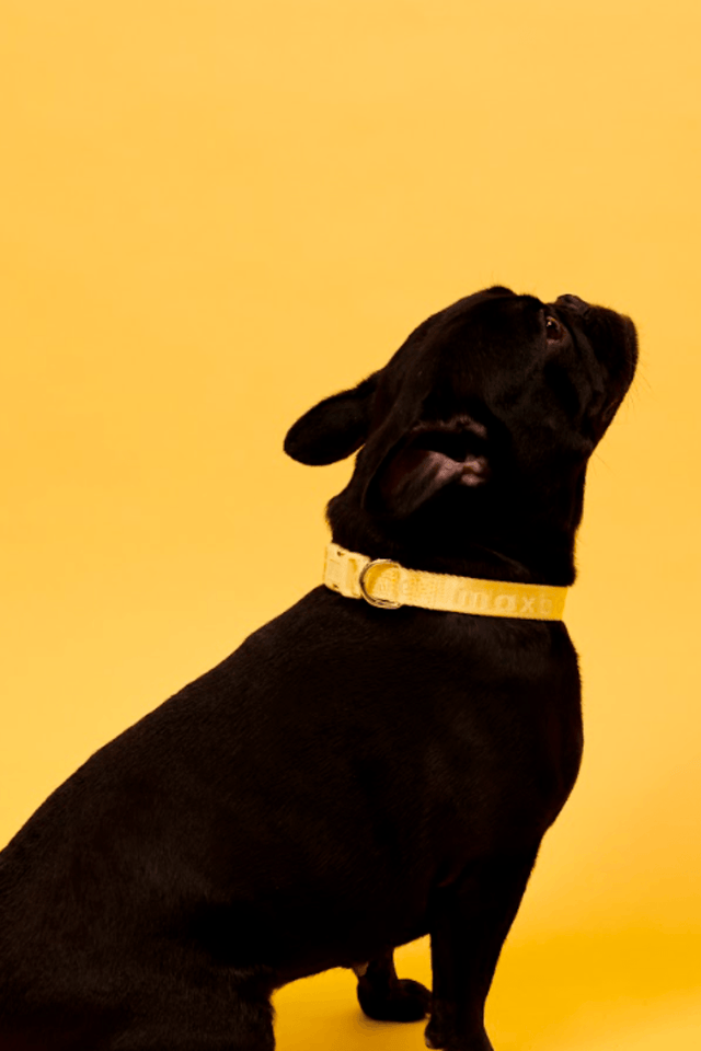 Max Bone Dog Signature Collar