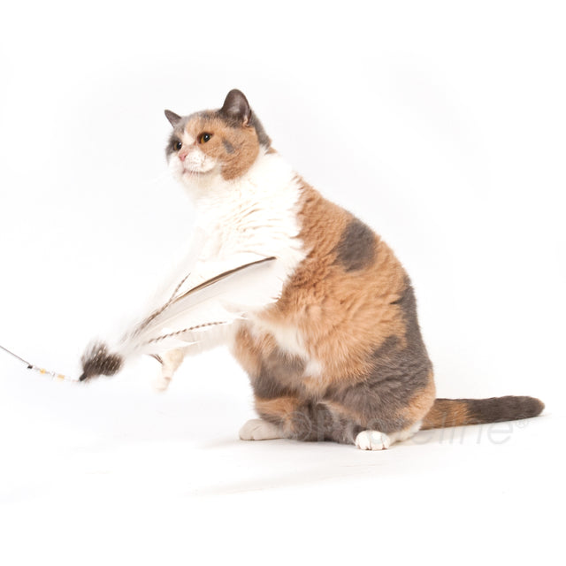 Profeline - Cat Toy Turkey Feather Refill / Anhänger