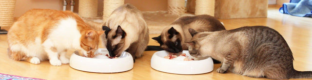 Lucky-Kitty Cat and Dog Food Bowl Size XL (Ø 27CM)