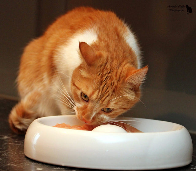 Lucky-Kitty Cat and Dog Food Bowl Size XL (Ø 27CM)